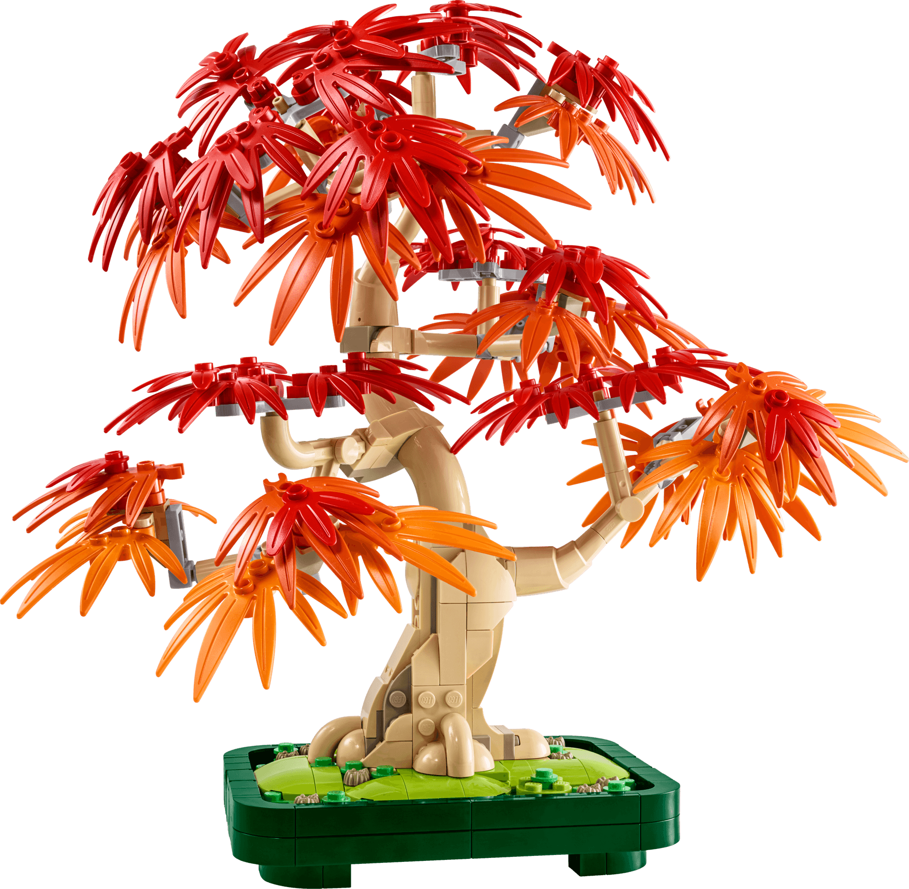 Klon palmowy bonsai