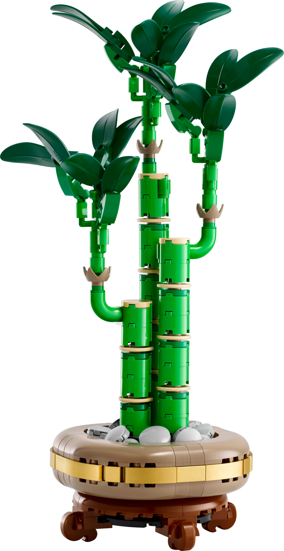 Dracena sandera