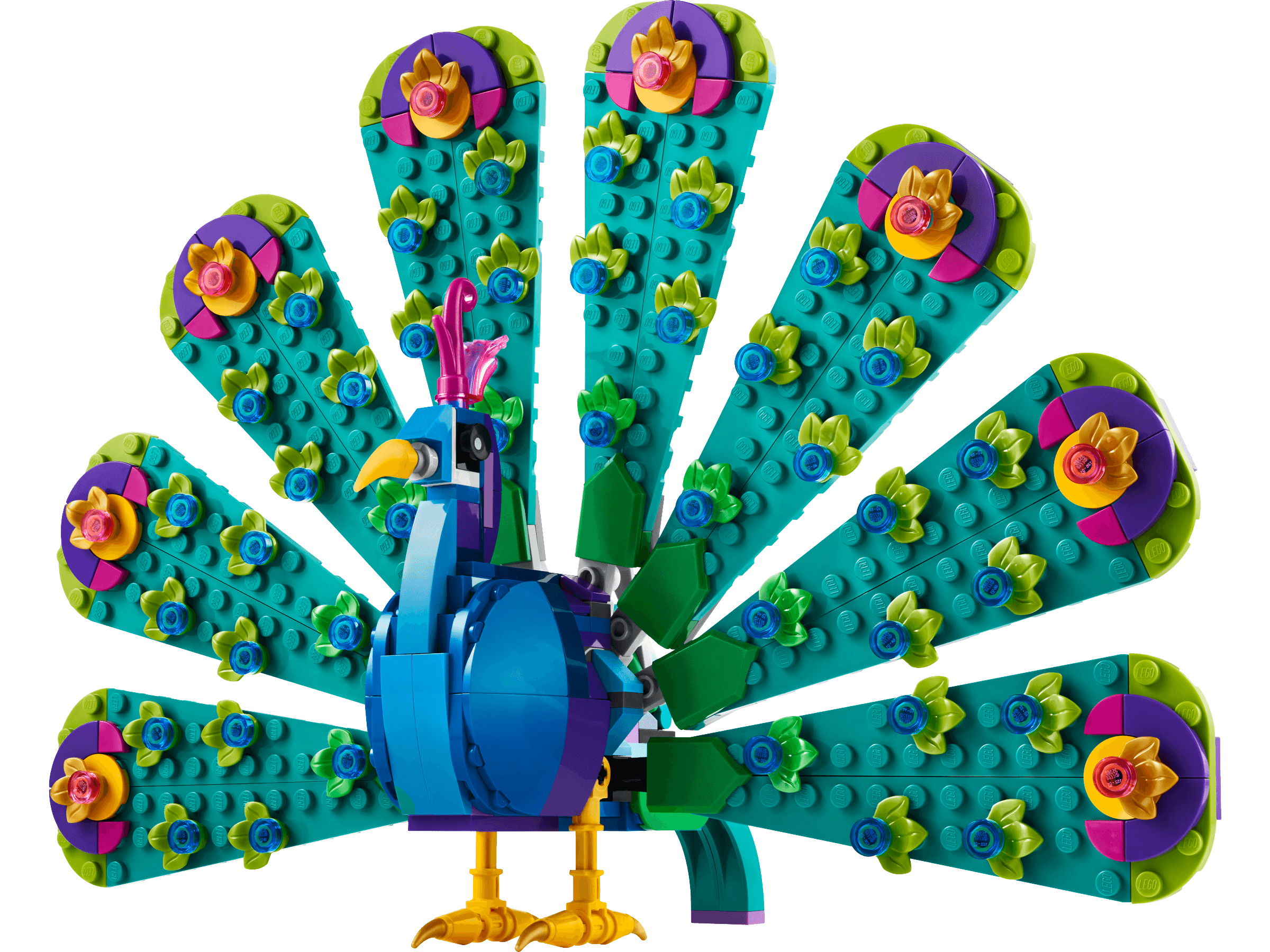 Egzotyczny paw